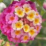 Lantana camara फूल