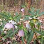 Helleborus purpurascens Flower