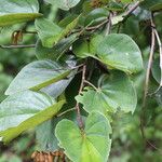 Piliostigma thonningii Φύλλο