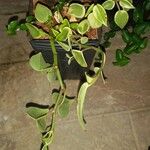 Peperomia scandens Liść