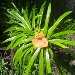 Thevetia peruviana Blüte