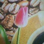 Calochortus persistens Floare