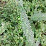 Caperonia palustris पत्ता