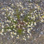 Anthemis cotula Hábito