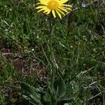 Doronicum columnae Hábito