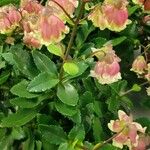 Kalanchoe miniata Flower