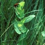 Aristolochia pistolochia Alkat (teljes növény)