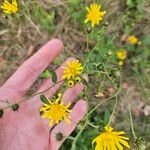 Hieracium umbellatum花