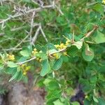 Berberis vulgaris Écorce