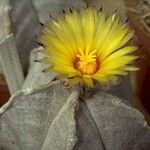 Astrophytum coahuilenseFloro