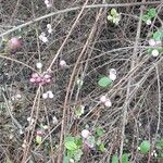 Symphoricarpos orbiculatus Habitus