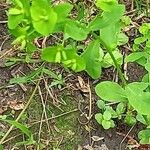 Euphorbia stricta برگ