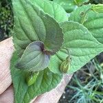 Viola labradorica Leaf