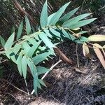 Eucalyptus macarthurii Лист