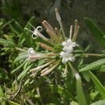 Putoria calabrica Flower