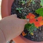 Tagetes tenuifolia Virág