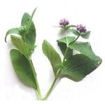 Fedia graciliflora Blomst