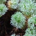 Cotula hispida Hoja