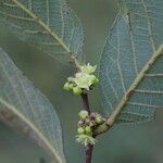 Bridelia cathartica Flor