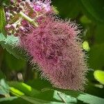Spiraea salicifolia 花