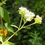 Stevia ovata Flor