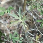 Delphinium scaposum Leaf