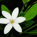 Gardenia urvillei Çiçek