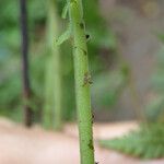 Thelypteris bergiana Φύλλο