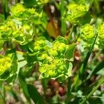 Euphorbia helioscopia Vili