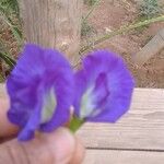 Clitoria ternatea花