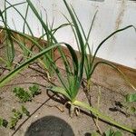 Allium sativum List