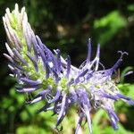 Phyteuma betonicifolium Flor