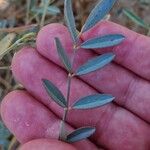 Tephrosia purpurea Blatt