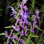 Trichostema parishii Celota