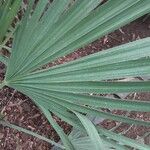 Sabal minor Leaf