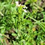 Cardamine parviflora 葉