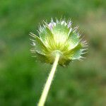 Trifolium barbigerum Frukto