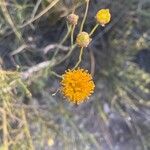 Thelesperma megapotamicum Flower