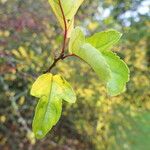 Malus toringo Blatt