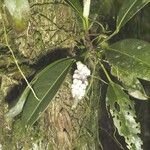 Anthurium obtusum Other