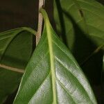 Ocotea dendrodaphne Hoja