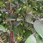 Syzygium malaccense ഇല