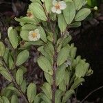 Uromyrtus emarginata Habit