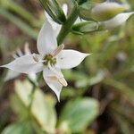 Coutoubea spicata Diğer