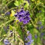 Duranta erecta Flors