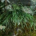 Asplenium septentrionale পাতা