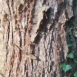 Larix kaempferi Bark