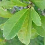 Brunfelsia uniflora Leaf