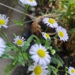 Erigeron strigosus फूल