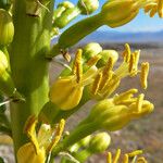 Agave utahensis Цветок
